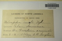 U.S.A. (Louisiana), A. B. Langlois s.n. (Accession number: 1128991)