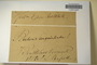 U.S.A. (Vermont), J. L. Russell s.n. (Accession number: 277471)