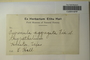 U.S.A. (Texas), E. Hall s.n. (Accession number: 1089242)