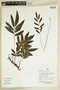 Herbarium Sheet C0675318F