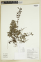 Herbarium Sheet C0675322F