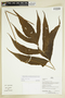 Herbarium Sheet C0675345F