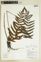 Herbarium Sheet C0675347F