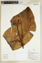 Herbarium Sheet V0375915F