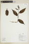 Herbarium Sheet V0375923F