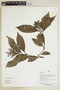 Herbarium Sheet V0375925F