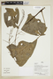 Herbarium Sheet V0375928F