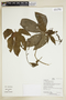 Herbarium Sheet V0375929F