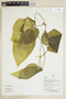 Herbarium Sheet V0375930F