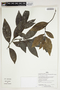 Herbarium Sheet V0375939F