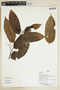 Herbarium Sheet V0375941F