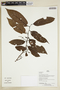 Herbarium Sheet V0375942F