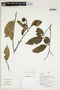 Herbarium Sheet V0375963F