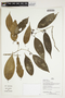 Herbarium Sheet V0375974F