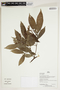 Herbarium Sheet V0375983F