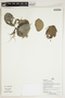 Herbarium Sheet V0376009F