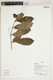 Herbarium Sheet V0376014F