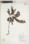 Herbarium Sheet V0386604F
