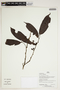 Herbarium Sheet V0386622F
