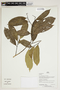Herbarium Sheet V0386623F