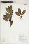 Herbarium Sheet V0386624F