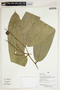 Herbarium Sheet V0386637F
