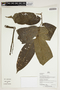 Herbarium Sheet V0386638F
