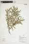 Herbarium Sheet V0386642F