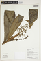 Herbarium Sheet V0386677F