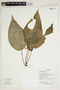 Herbarium Sheet V0386709F