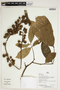 Herbarium Sheet V0386719F