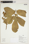 Herbarium Sheet V0386727F