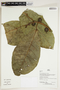 Herbarium Sheet V0386740F