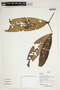 Herbarium Sheet V0386755F