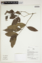 Herbarium Sheet V0386759F