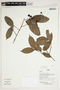 Herbarium Sheet V0386761F