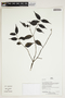 Herbarium Sheet V0386764F
