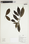Herbarium Sheet V0386766F