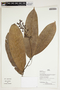 Herbarium Sheet V0386768F