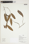Herbarium Sheet V0386769F