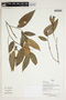 Herbarium Sheet V0386770F