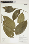 Herbarium Sheet V0386771F