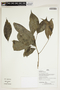 Herbarium Sheet V0386775F