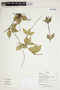 Herbarium Sheet V0386780F