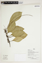 Herbarium Sheet V0386782F