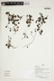 Herbarium Sheet V0386783F