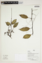 Herbarium Sheet V0386787F