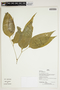 Herbarium Sheet V0386791F