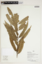 Herbarium Sheet V0386813F