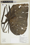 Herbarium Sheet V0386818F